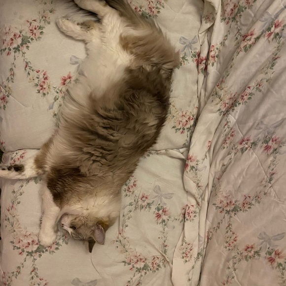 Curious Cat Lives Here - Picture 14 of 16